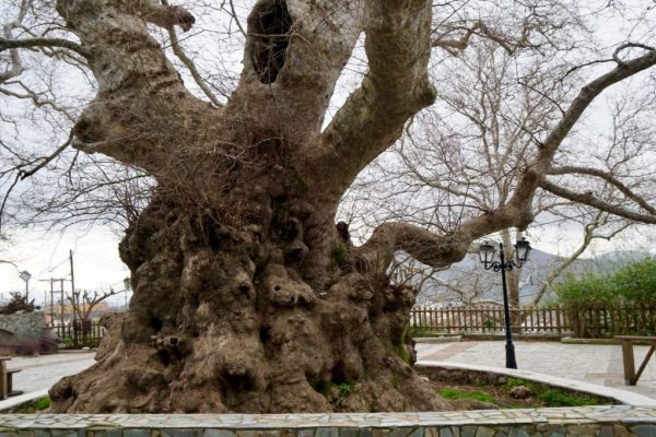 Σε ένα ορεινό παραδοσιακό χωριό της Κρήτης βρίσκεται ο γηραιότερος πλάτανος του κόσμου