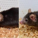 Επιστήμονες στις ΗΠΑ ανέστρεψαν τη γήρανση σε ποντίκια και θέλουν να κάνουν το ίδιο σε ανθρώπους