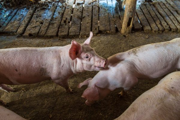 OrganEx: Επιστήμονες αποκατέστησαν τις κυτταρικές λειτουργίες σε ζωτικά όργανα νεκρών χοίρων