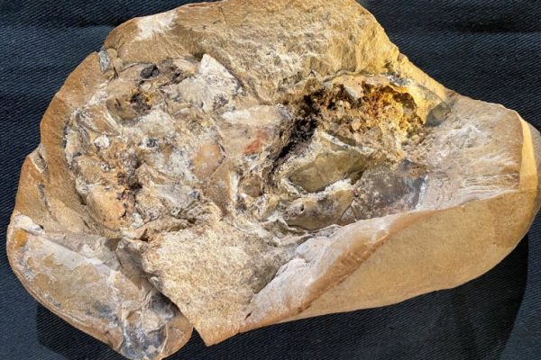 Βρέθηκε απολίθωμα καρδιάς 380 εκατ. ετών μέσα σε αρχαίο ψάρι – Δείτε βίντεο